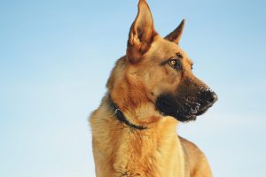 Informazioni per acquisto cane pastore tedesco